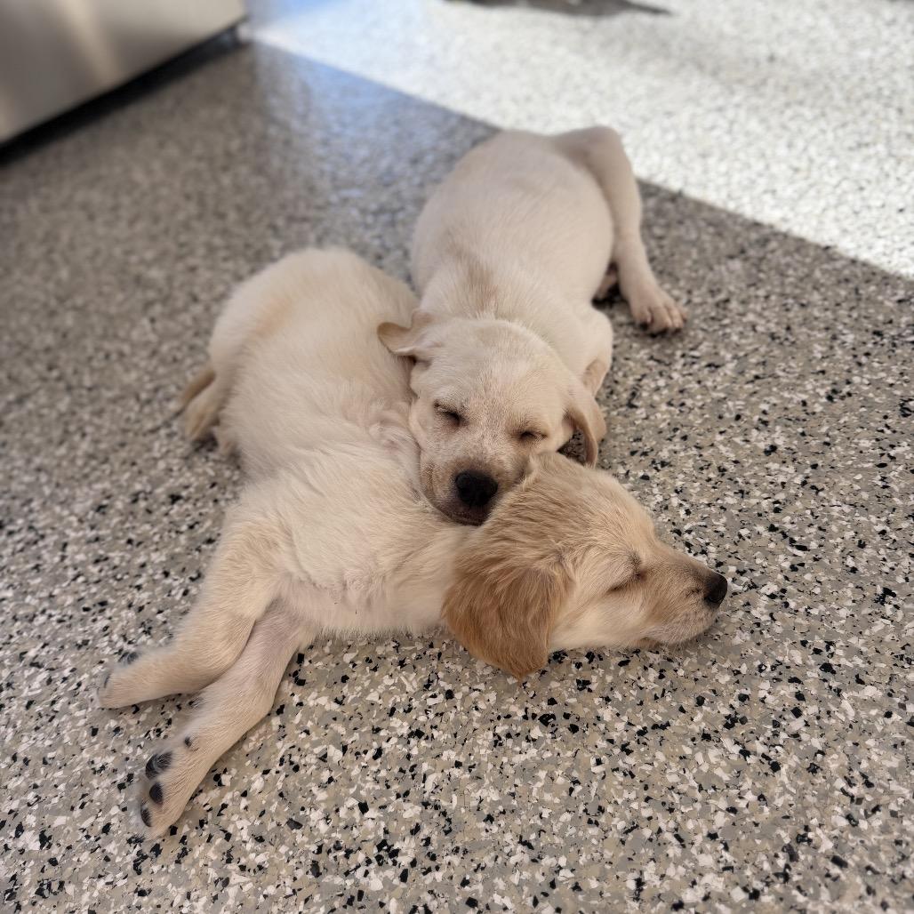 Enlarge Boulevardier, a Adoptable mixed breed in Crystal, MN image 4/4