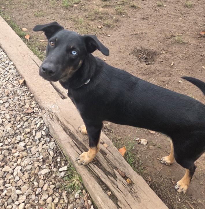 TEXAS RAINE, Adoptable, Young Female German Shepherd Dog & Husky.