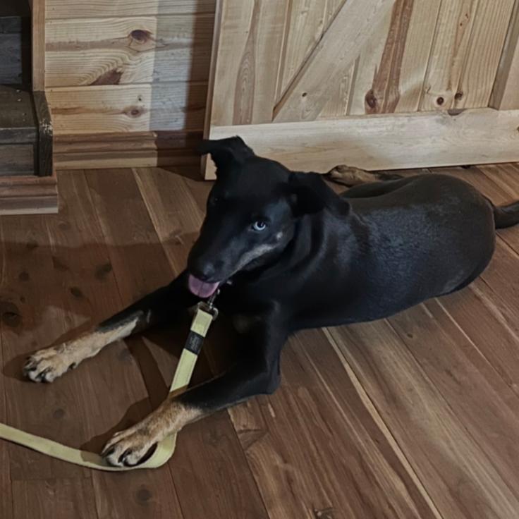 Enlarge TEXAS RAINE, a Adoptable mixed breed in Carroll, OH image 3/3