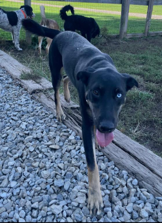 Enlarge TEXAS RAINE, a Adoptable mixed breed in Carroll, OH image 2/3