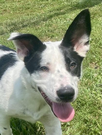Bowie, ADOPTABLE, Young Male Australian Cattle Dog / Blue Heeler.