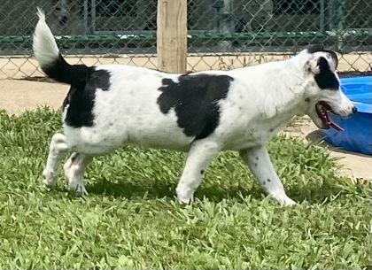 Bowie, a ADOPTABLE Australian Cattle Dog / Blue Heeler in Glasgow, KY image 2/2