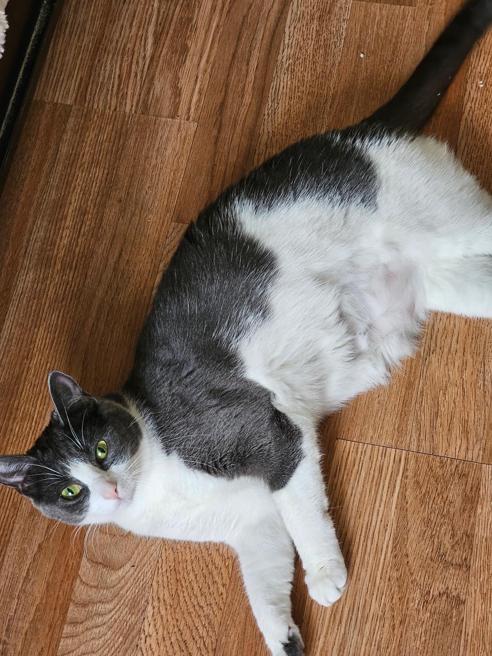 Enlarge Pickles, a ADOPTABLE Domestic Short Hair in Darien, CT image 2/4