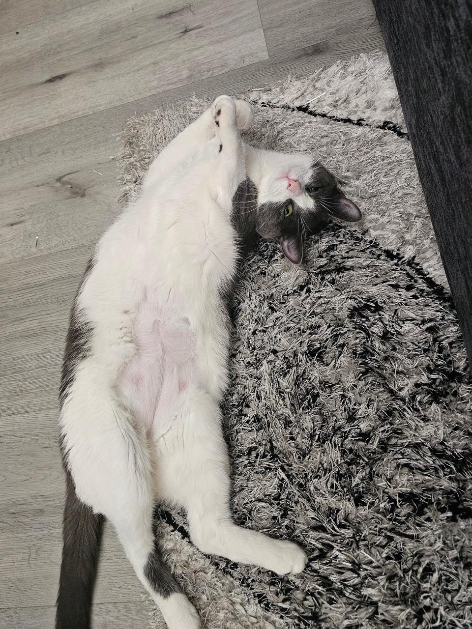 Enlarge Pickles, a ADOPTABLE Domestic Short Hair in Darien, CT image 3/4