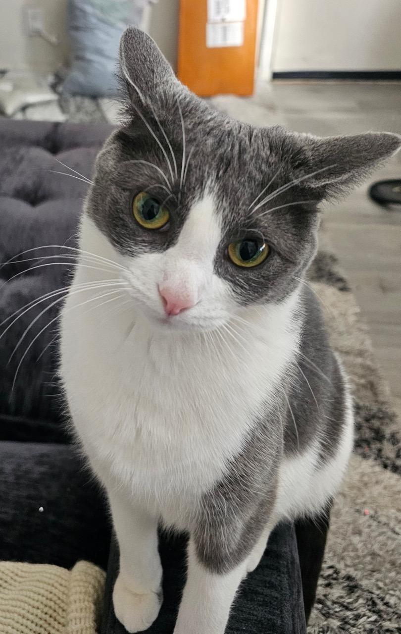 Enlarge Pickles, a ADOPTABLE Domestic Short Hair in Darien, CT image 1/4