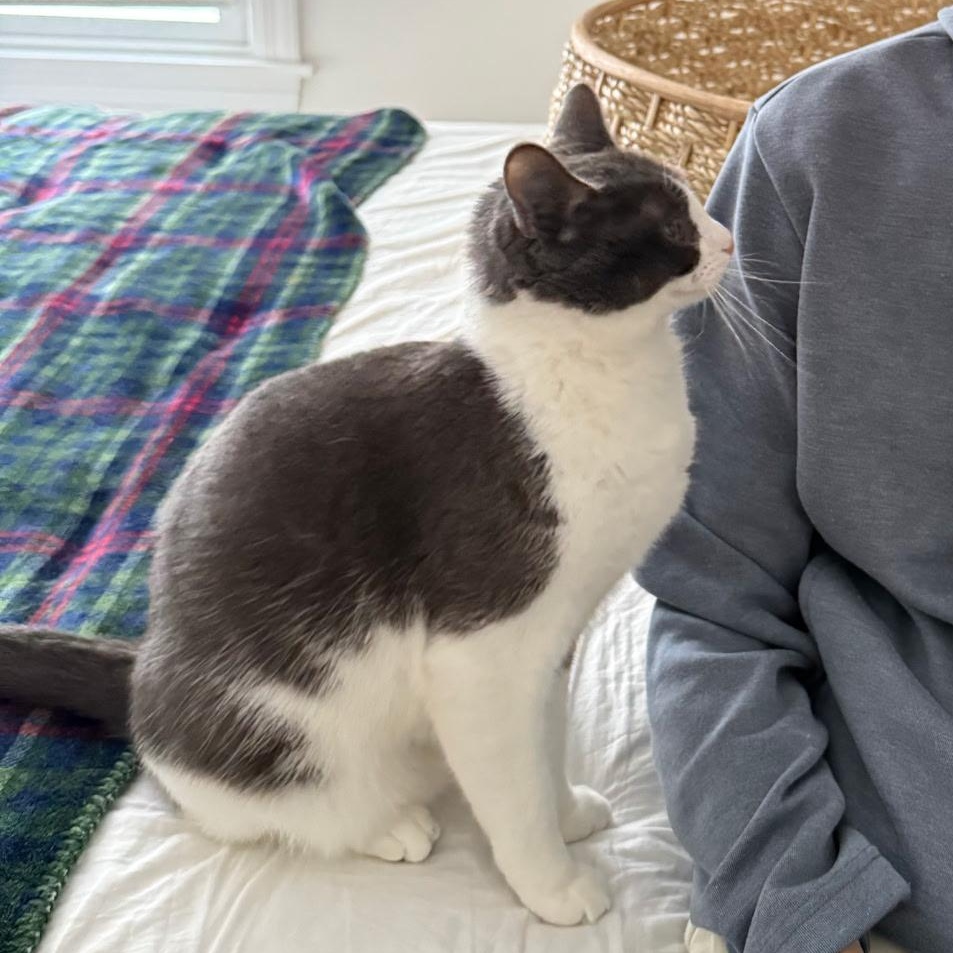 Enlarge Pickles, a ADOPTABLE Domestic Short Hair in Darien, CT image 4/4