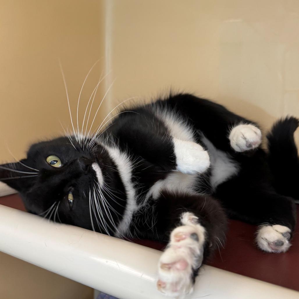 Enlarge Cheese Ball, a Adoptable Domestic Short Hair in East Hanover, NJ image 1/5