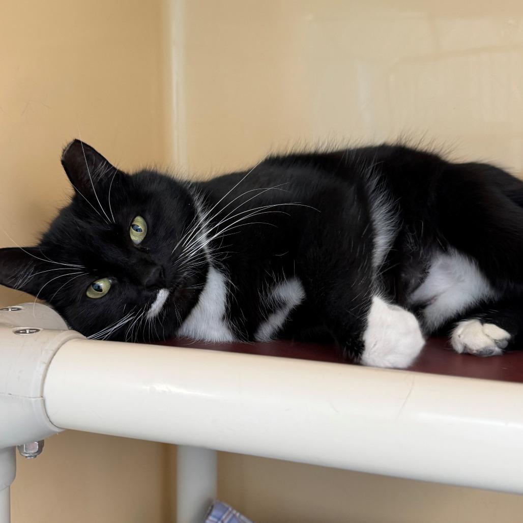 Enlarge Cheese Ball, a Adoptable Domestic Short Hair in East Hanover, NJ image 2/5