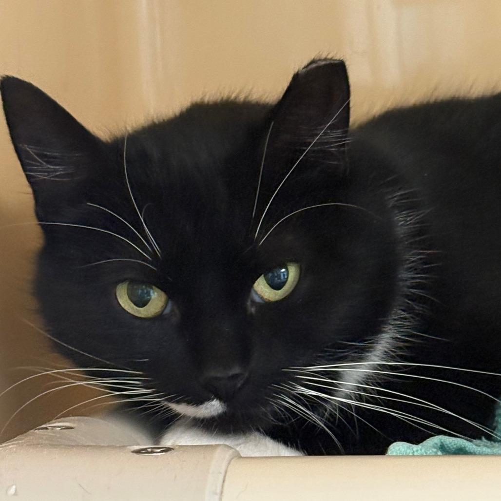 Enlarge Cheese Ball, a Adoptable Domestic Short Hair in East Hanover, NJ image 3/5