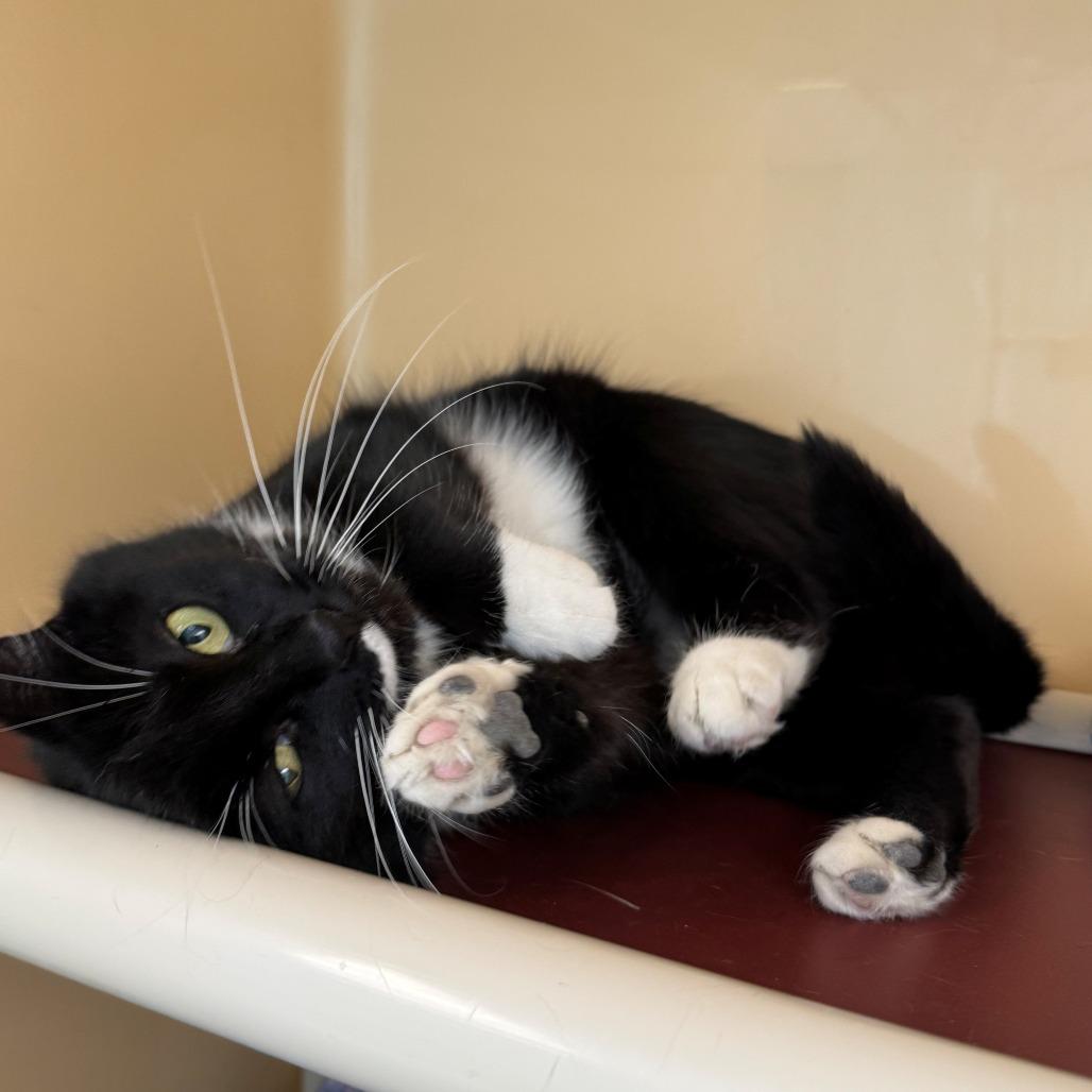 Enlarge Cheese Ball, a Adoptable Domestic Short Hair in East Hanover, NJ image 4/5