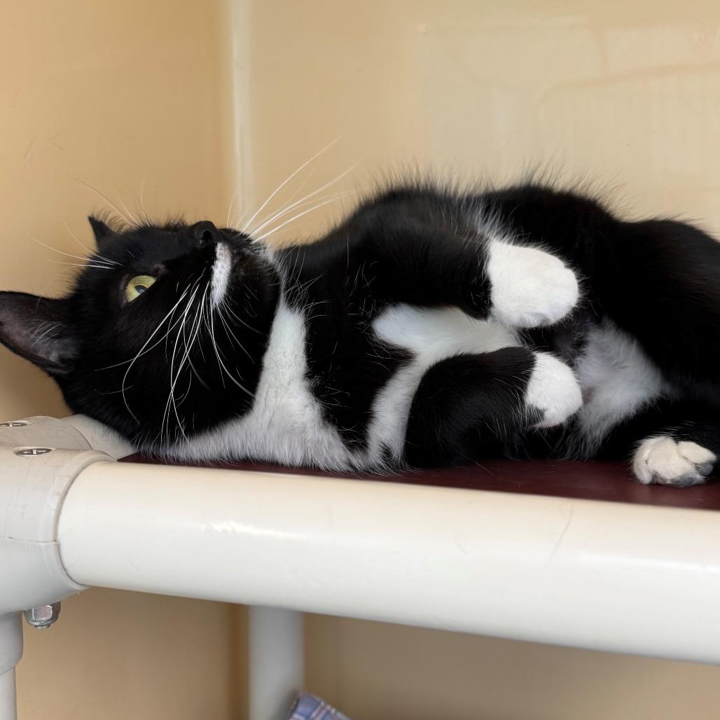 Enlarge Cheese Ball, a Adoptable Domestic Short Hair in East Hanover, NJ image 5/5