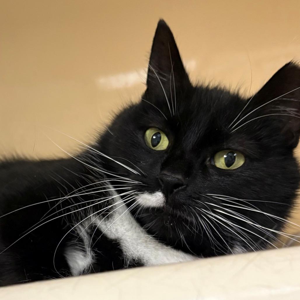 Enlarge Cheese Ball, a Adoptable Domestic Short Hair in East Hanover, NJ image 6/6