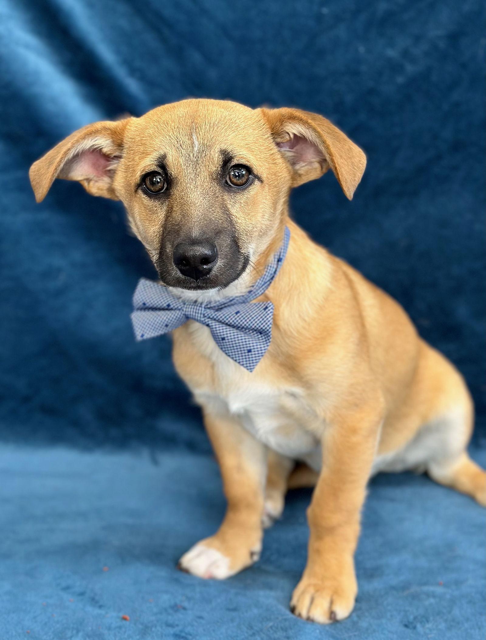Vamoose, Adopted, Young Male Dachshund & Australian Cattle Dog / Blue Heeler.