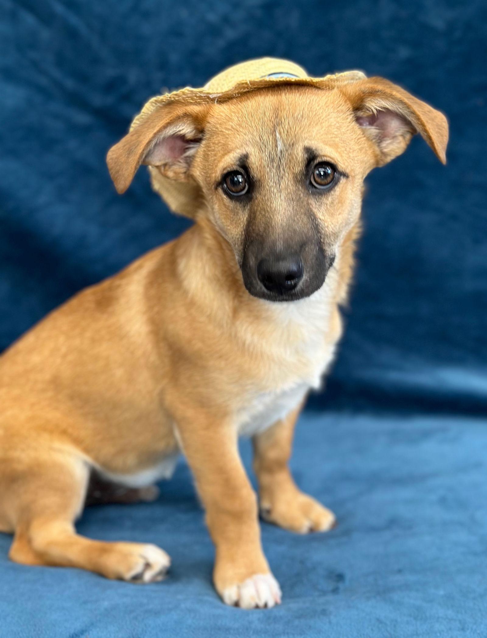 Enlarge Vamoose, a Adopted mixed breed in Palo Alto, CA image 2/3