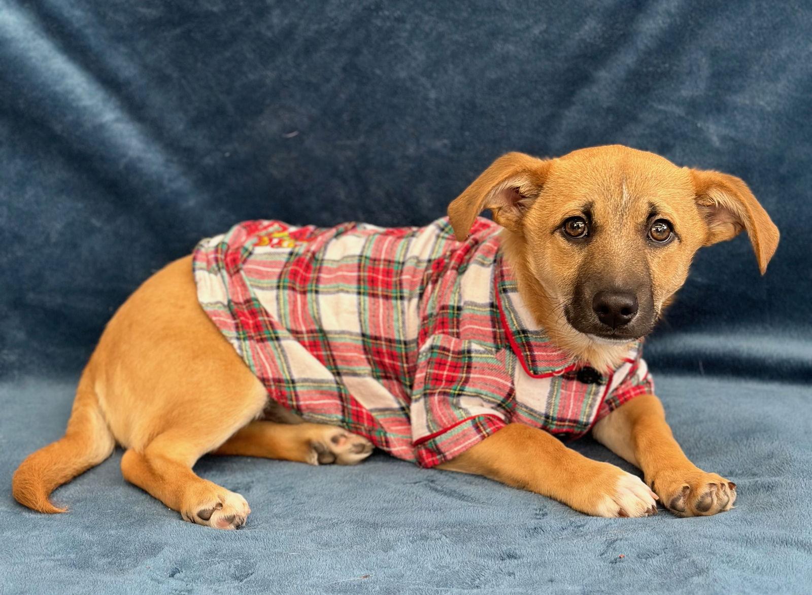 Enlarge Vamoose, a Adopted mixed breed in Palo Alto, CA image 3/3