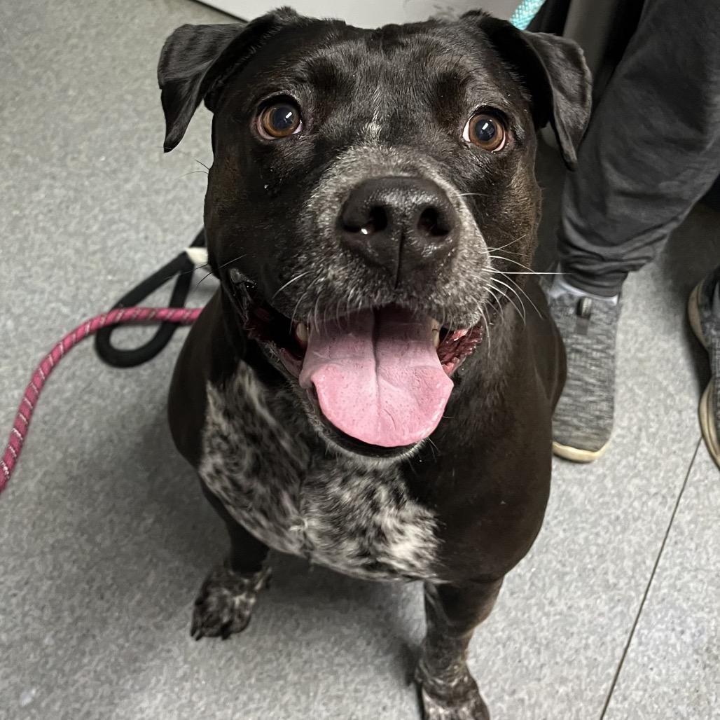 Enlarge Cleo, a Adoptable mixed breed in Pawling, NY image 1/6