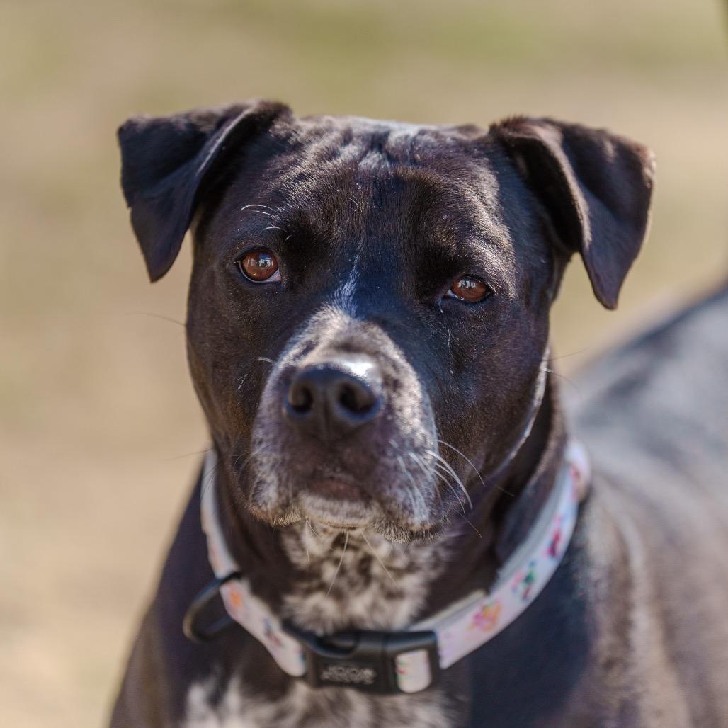 Enlarge Cleo, a Adoptable mixed breed in Pawling, NY image 1/6
