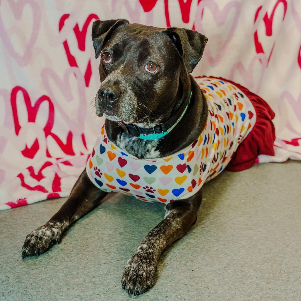 Enlarge Cleo, a Adoptable mixed breed in Pawling, NY image 2/6