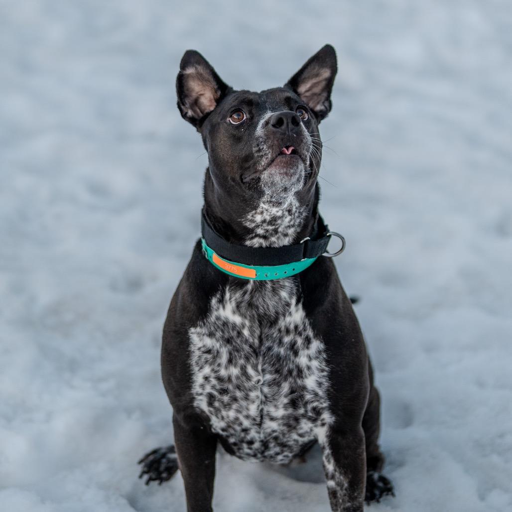 Enlarge Cleo, a Adoptable mixed breed in Pawling, NY image 3/6