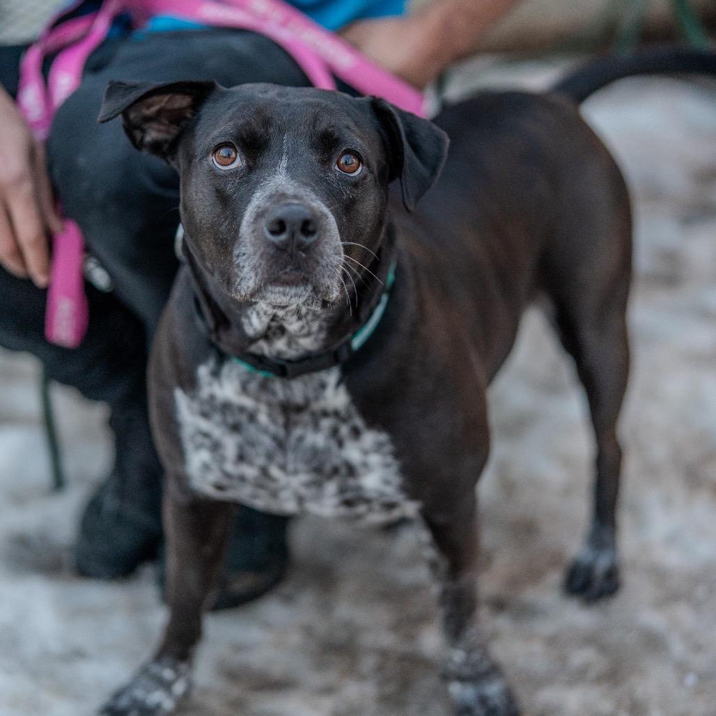 Enlarge Cleo, a Adoptable mixed breed in Pawling, NY image 4/6