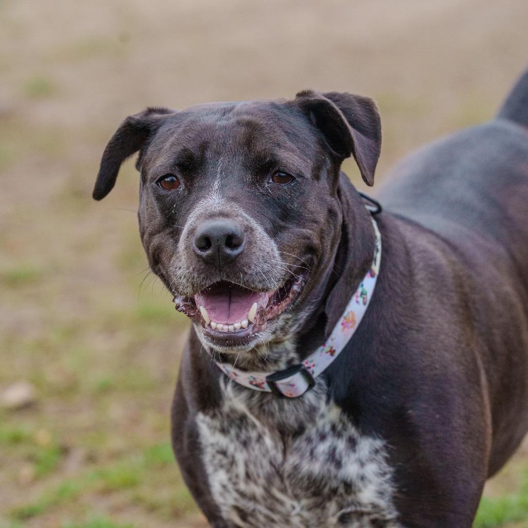 Enlarge Cleo, a Adoptable mixed breed in Pawling, NY image 5/6