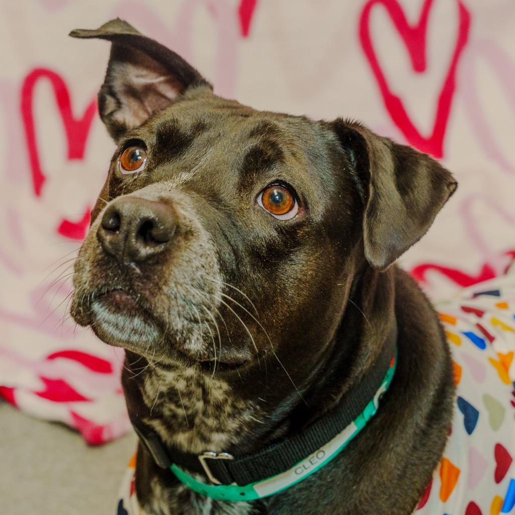 Enlarge Cleo, a Adoptable mixed breed in Pawling, NY image 4/6