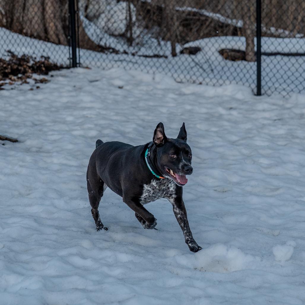 Enlarge Cleo, a Adoptable mixed breed in Pawling, NY image 6/6