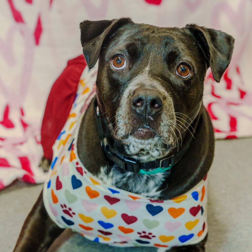 Enlarge Cleo, a Adoptable mixed breed in Pawling, NY image 5/6