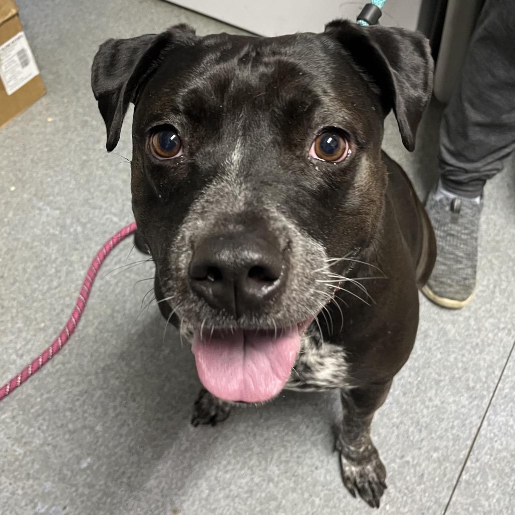 Enlarge Cleo, a Adoptable mixed breed in Pawling, NY image 6/6