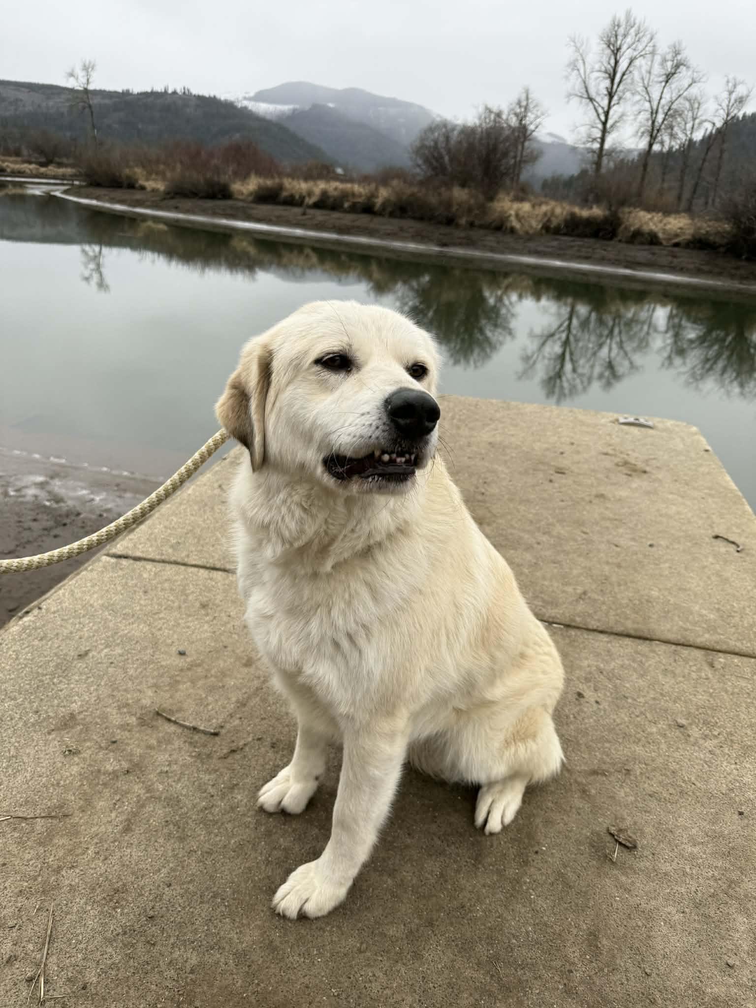 Enlarge Heidi, a Adoptable mixed breed in St. Maries, ID image 2/6