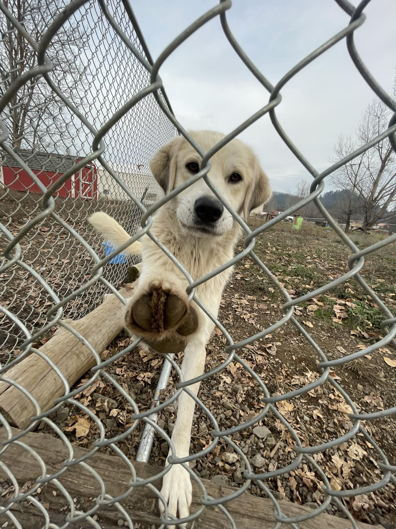Heidi, Adoptable, Adult Female Great Pyrenees.