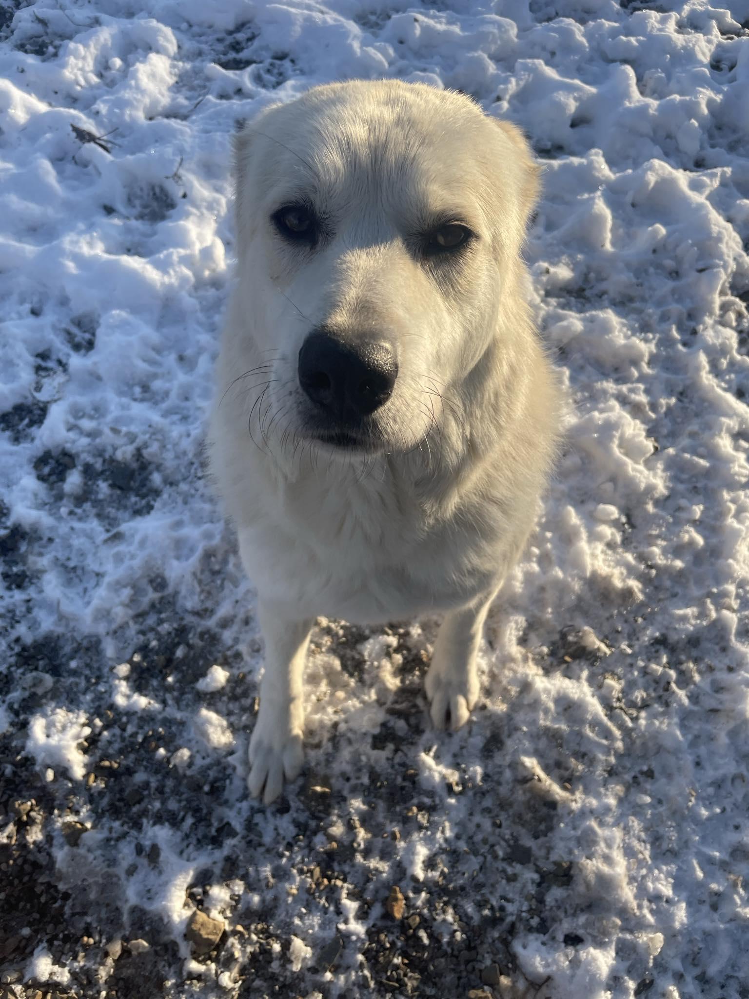 Enlarge Heidi, a Adoptable mixed breed in St. Maries, ID image 3/6