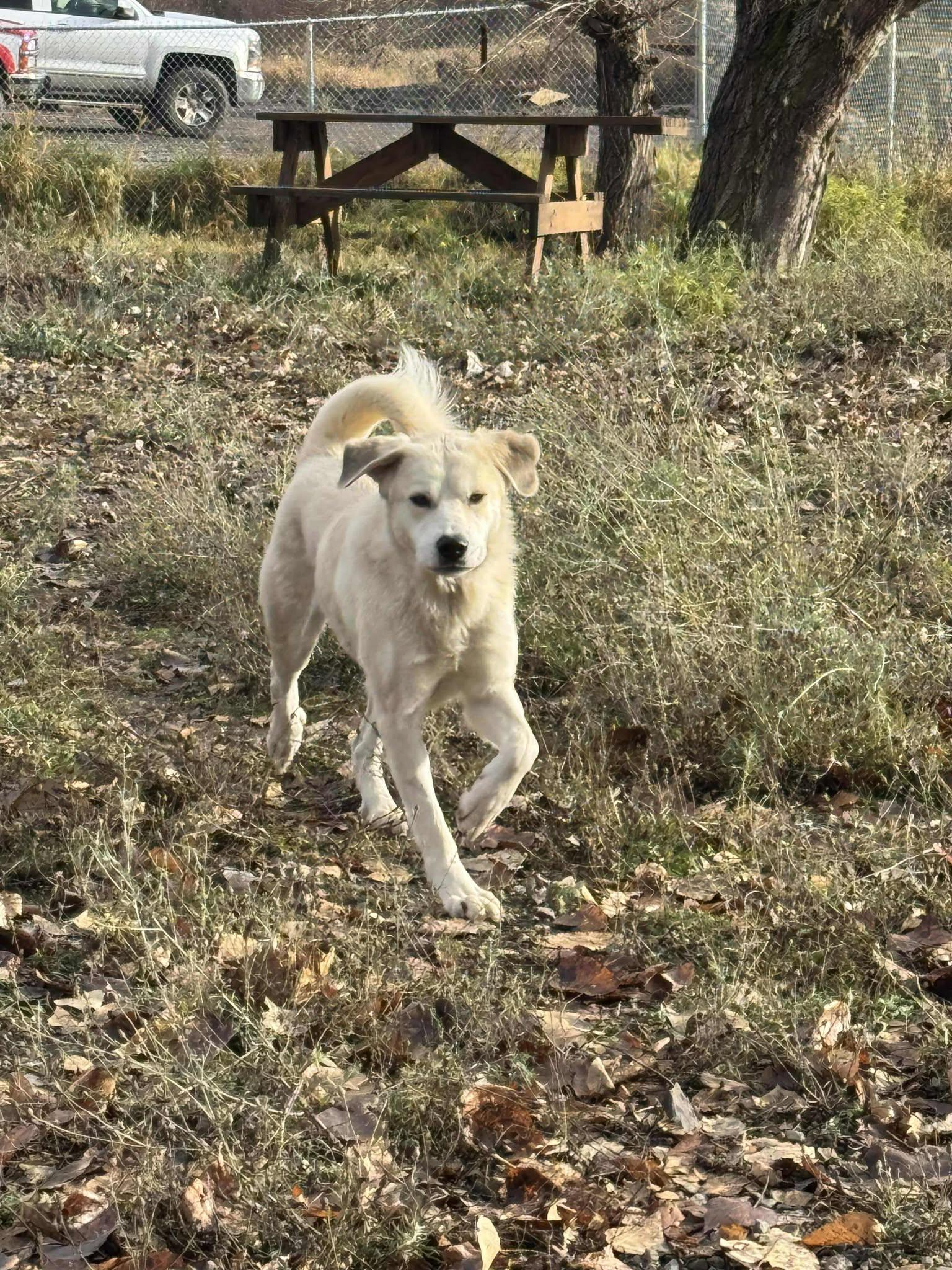 Heidi, a Adoptable mixed breed image 2/5