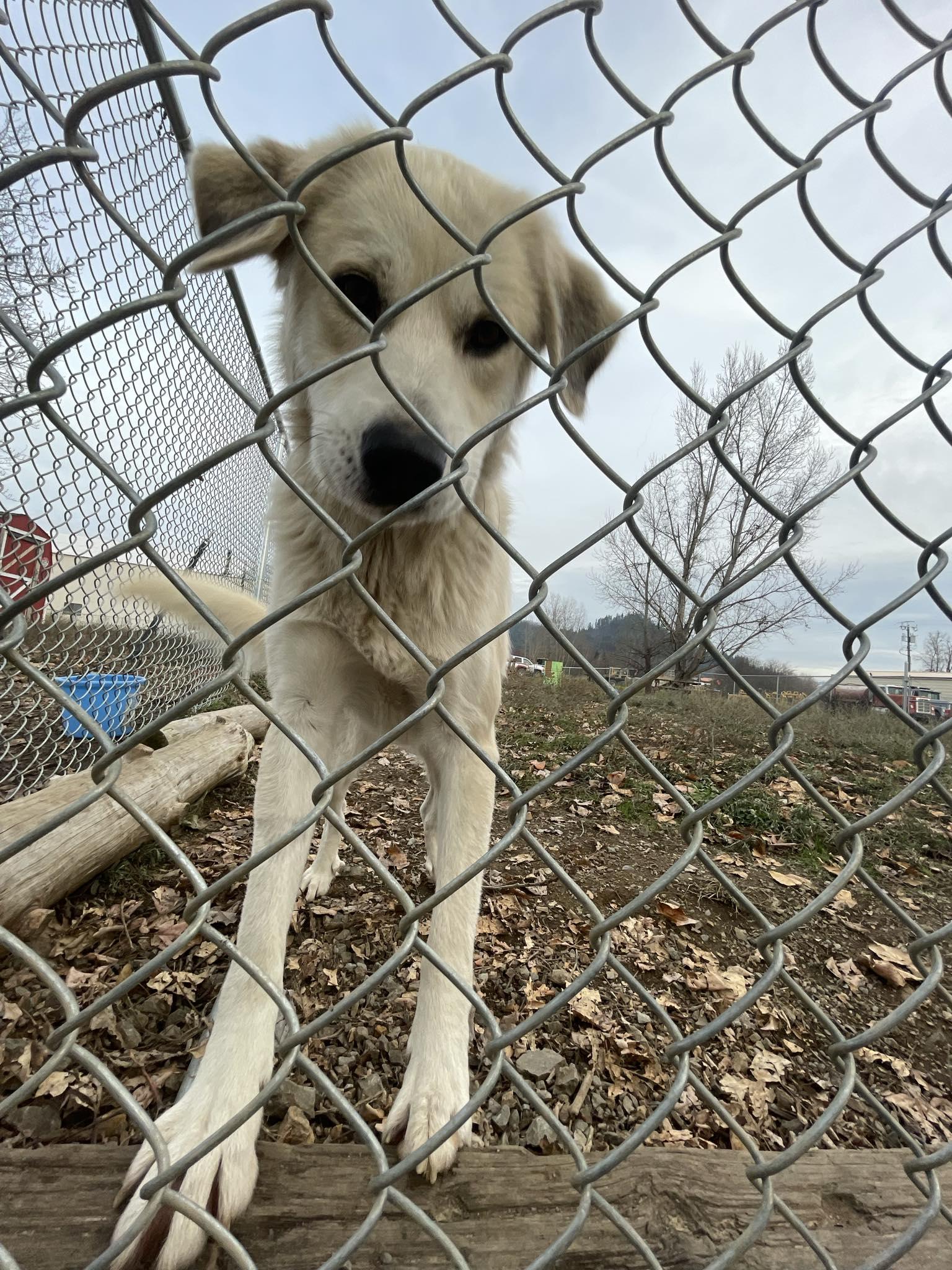 Heidi, a Adoptable mixed breed image 5/5
