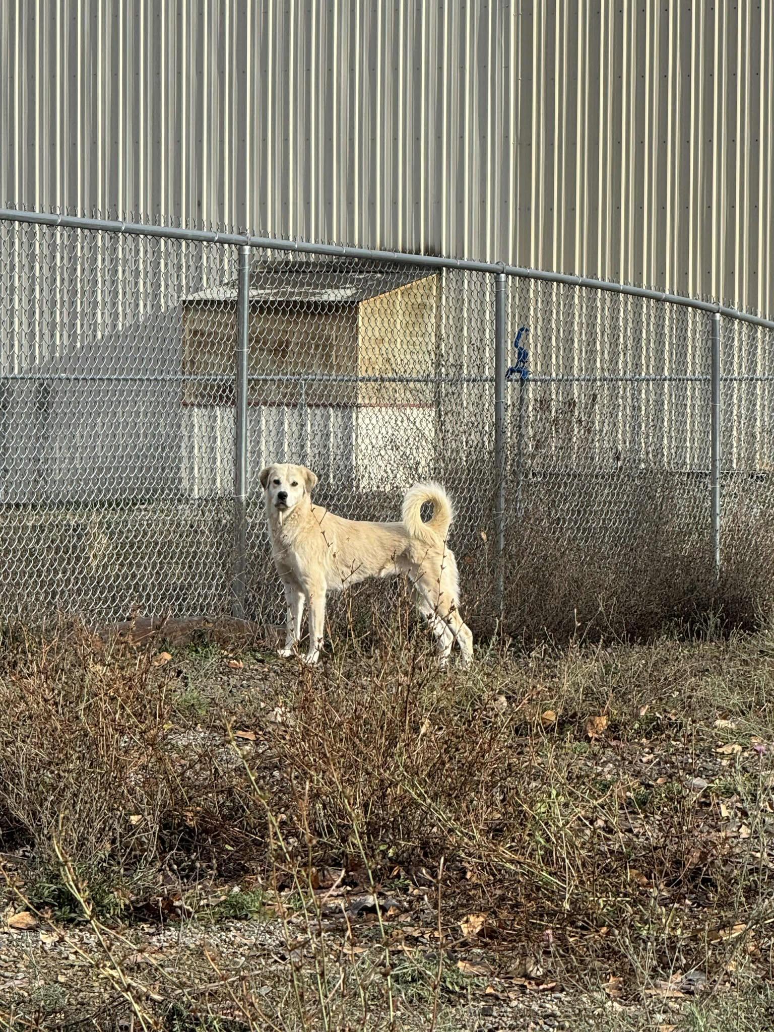 Heidi, a Adoptable mixed breed image 3/5