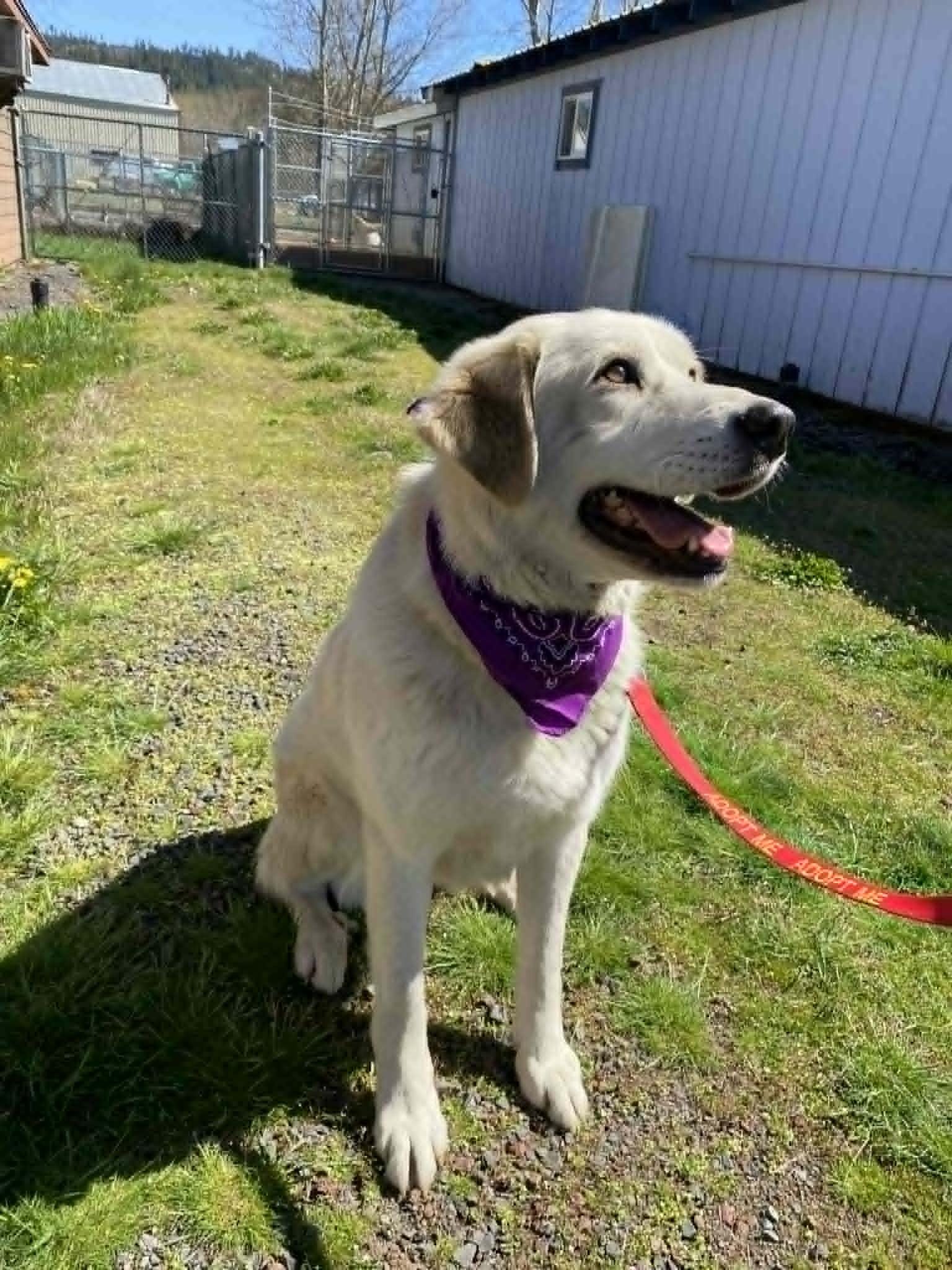 Enlarge Heidi, a Adoptable mixed breed in St. Maries, ID image 6/6