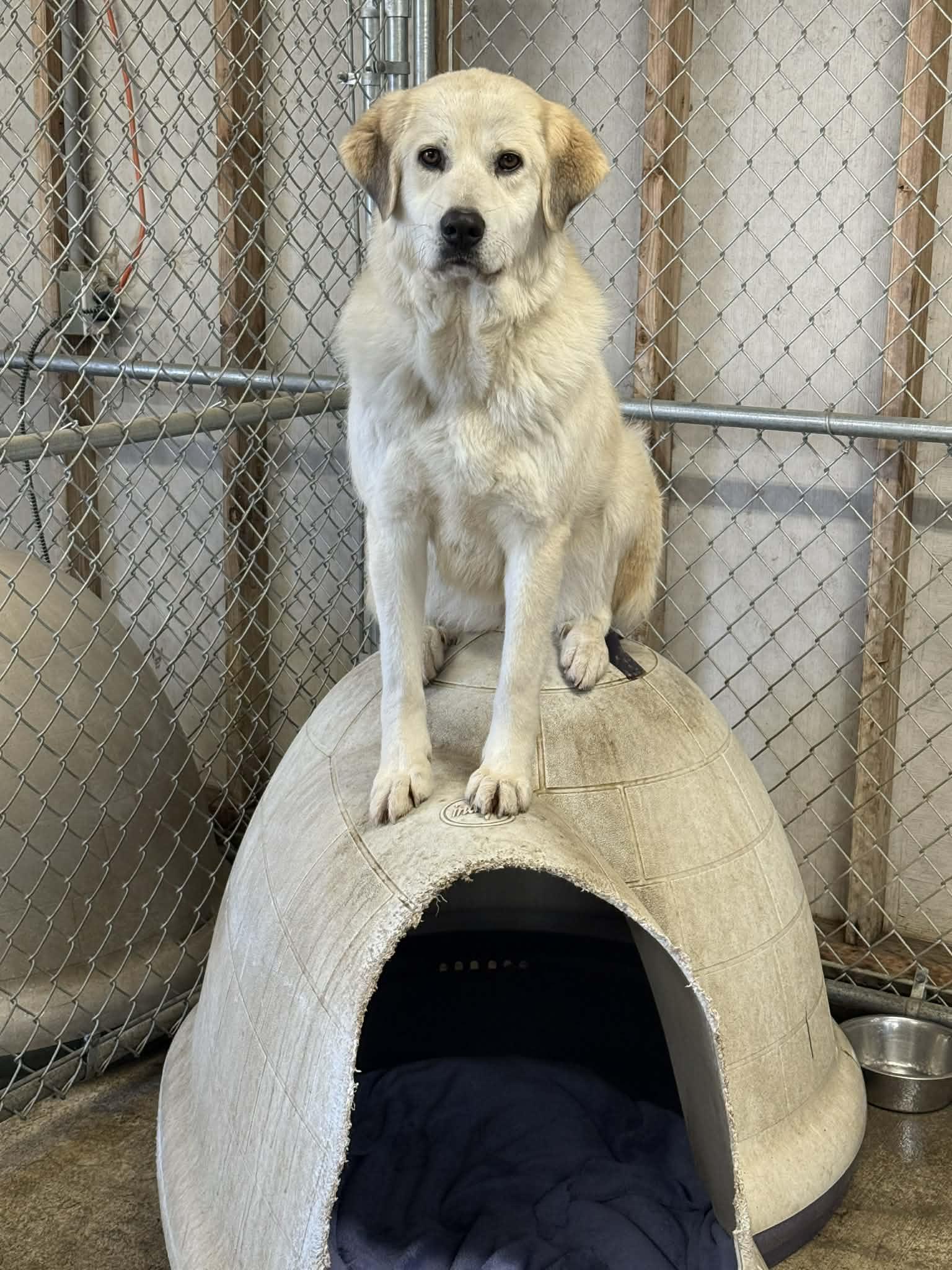 Enlarge Heidi, a Adoptable mixed breed in St. Maries, ID image 5/6