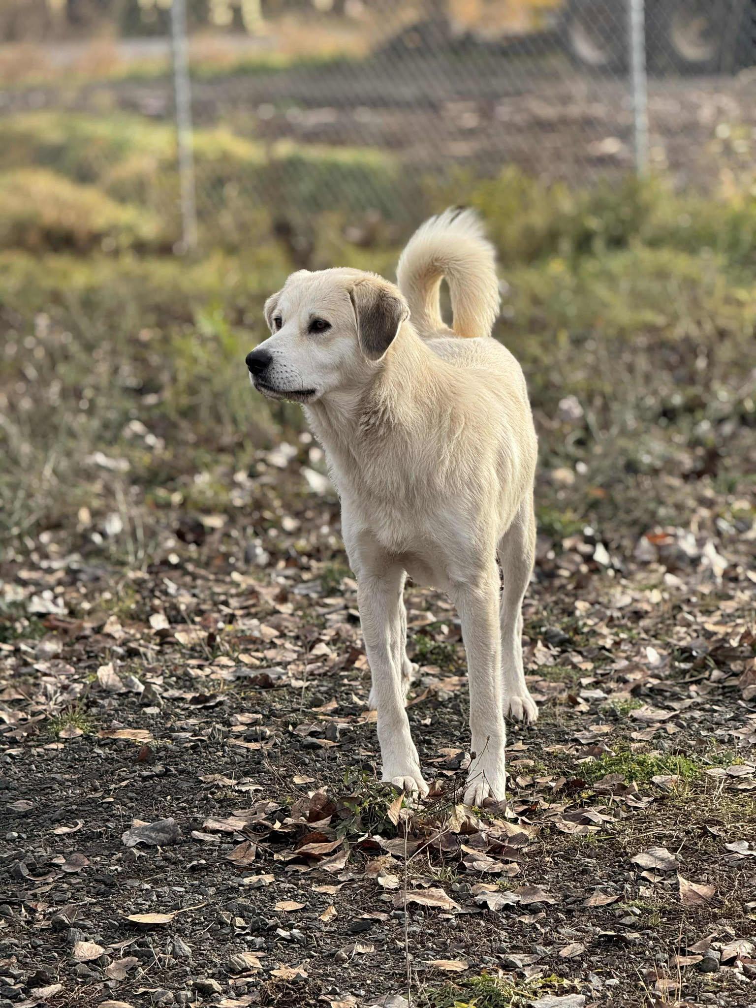 Heidi, Adoptable, Adult Female Great Pyrenees.