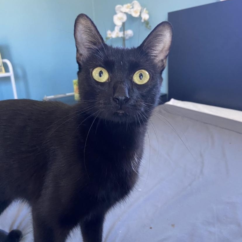 Cat for adoption Rosie, a Domestic Short Hair in North Haledon, NJ