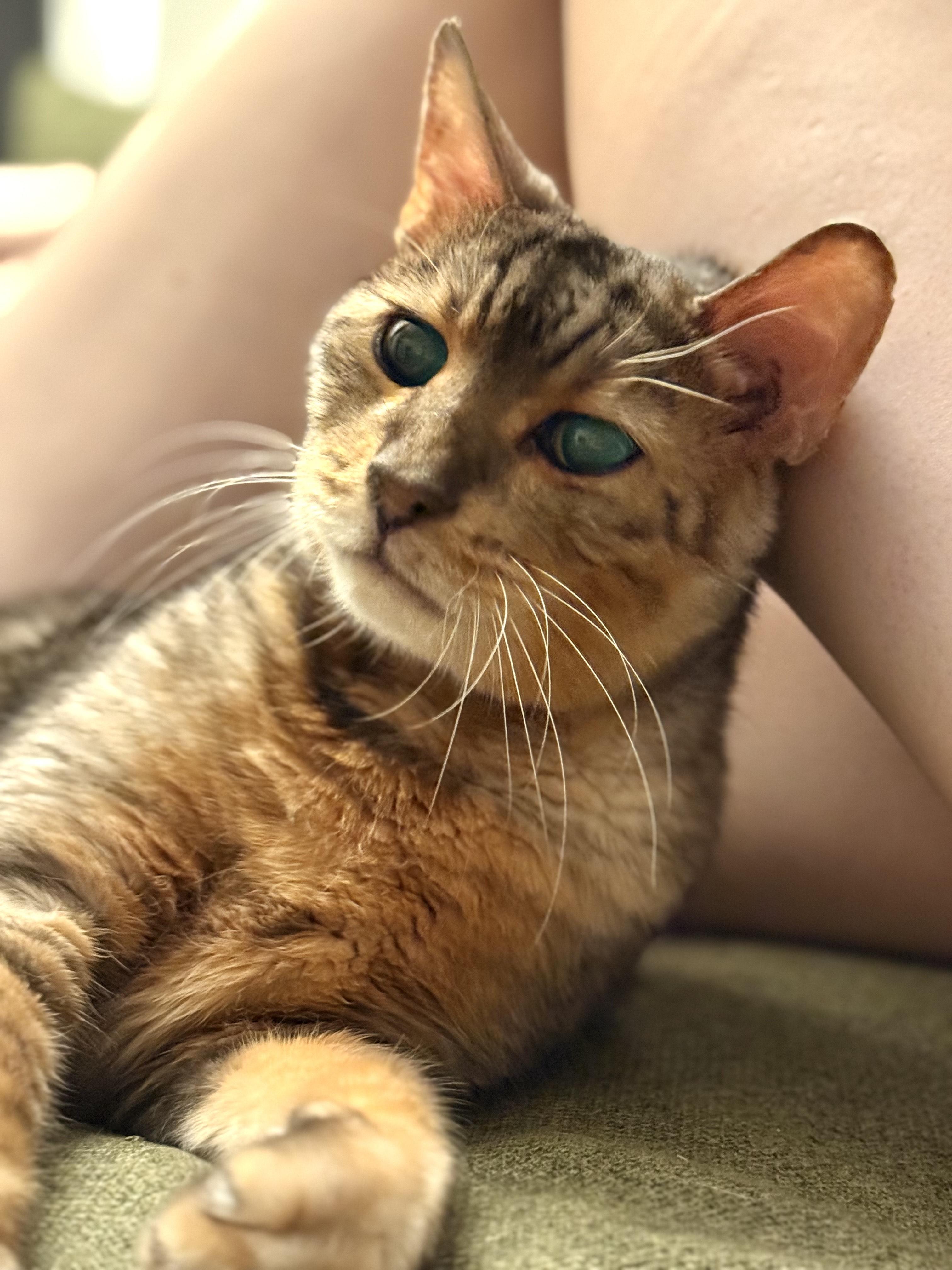 Vision, a Adoptable mixed breed in Los Angeles, CA image 2/4