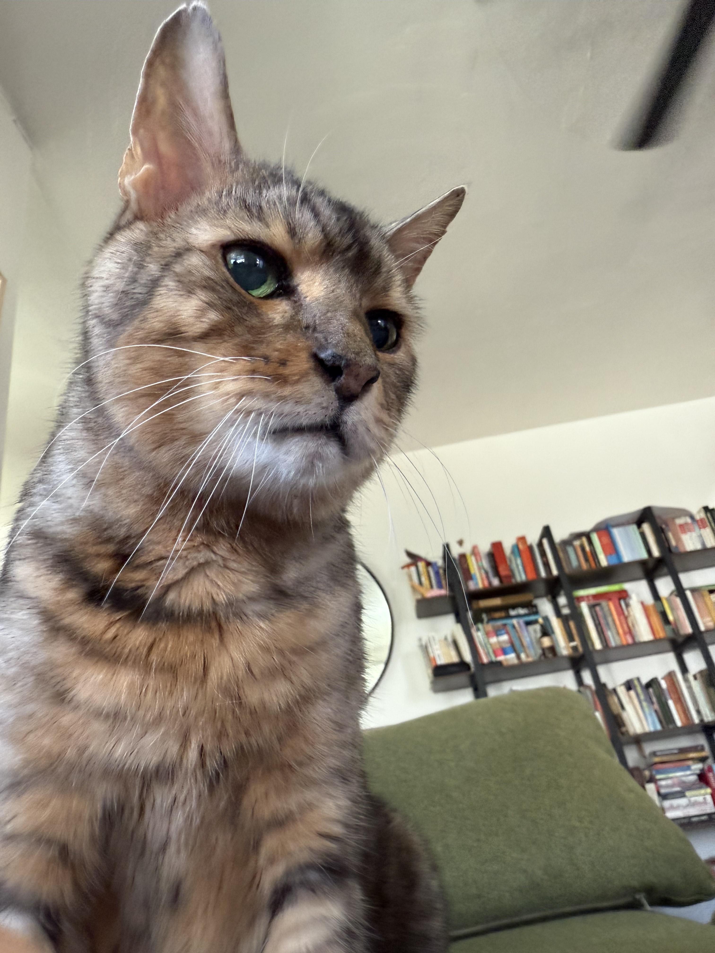 Vision, a Adoptable mixed breed in Los Angeles, CA image 3/4