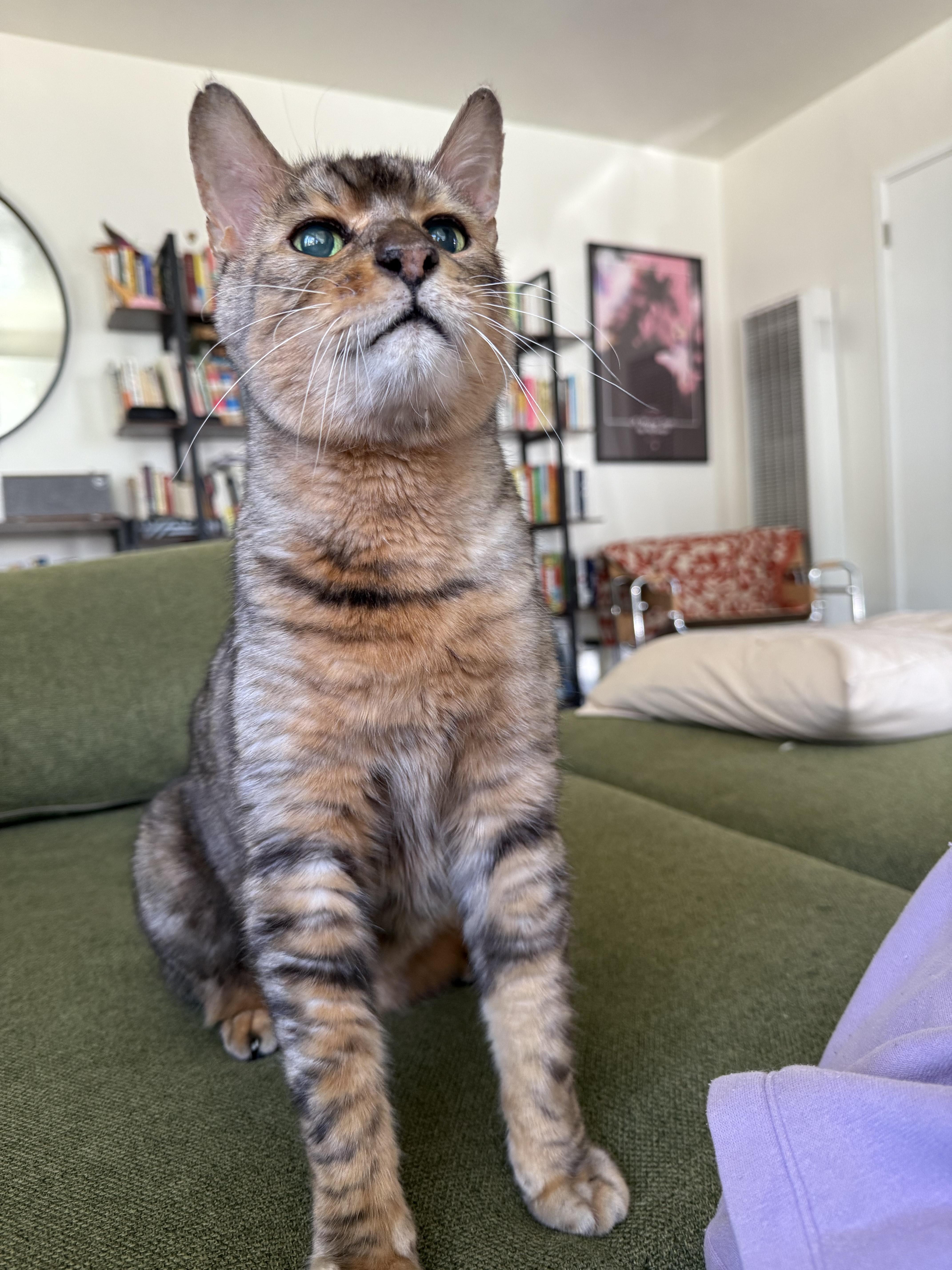 Vision, a Adoptable mixed breed in Los Angeles, CA image 4/4