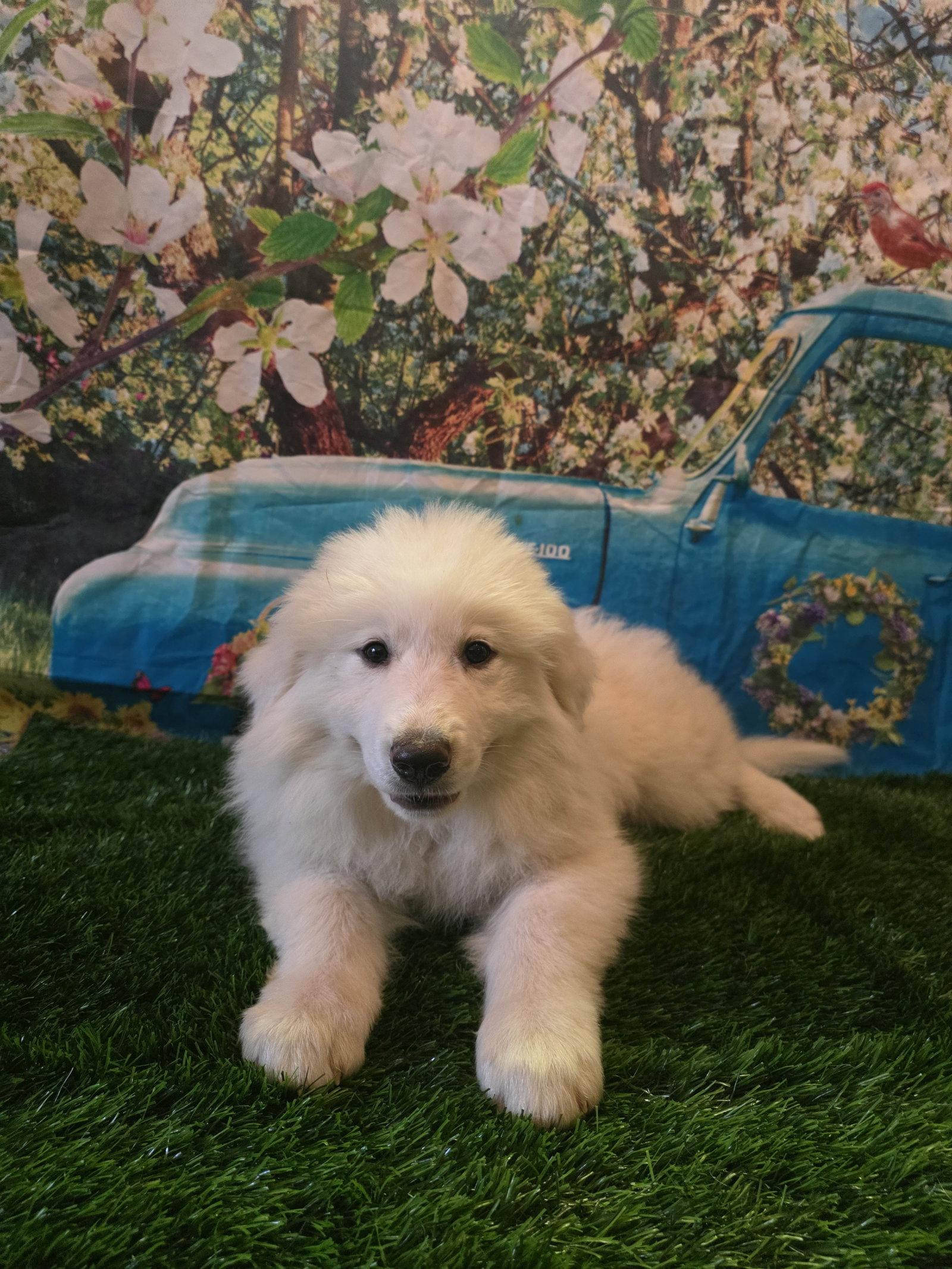 Nevah, an adopted Great Pyrenees in Washougal, WA image 2/6