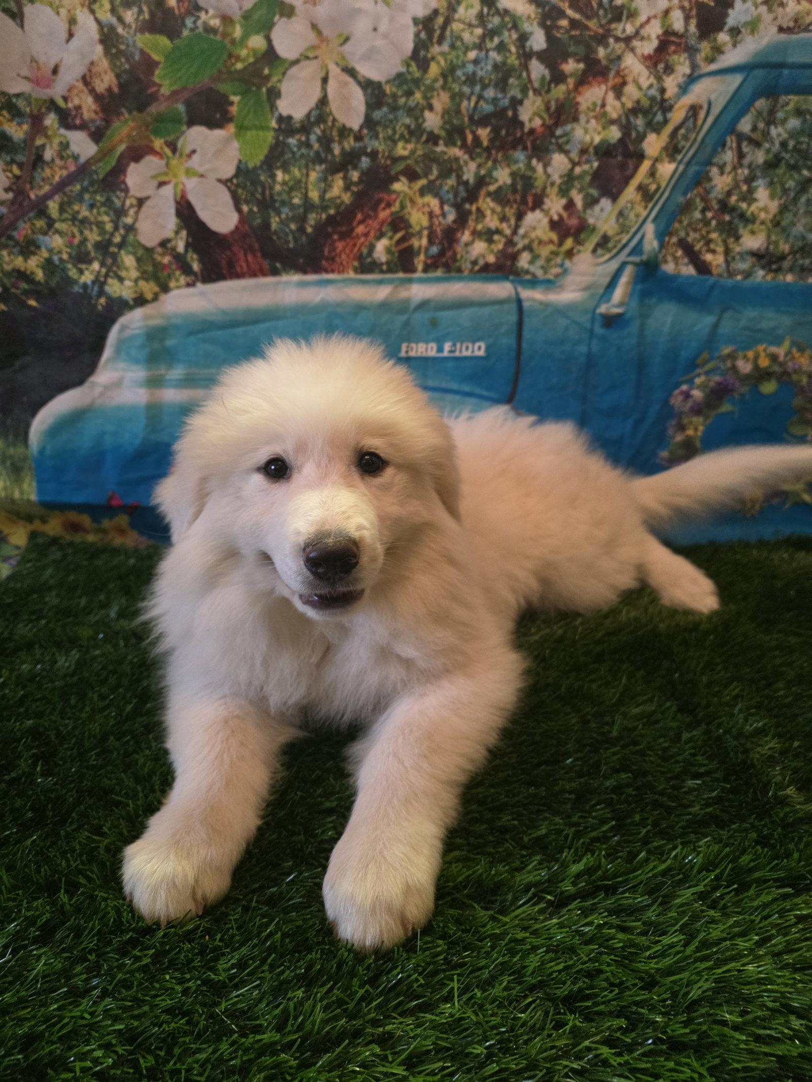 Nevah, an adopted Great Pyrenees in Washougal, WA image 3/6