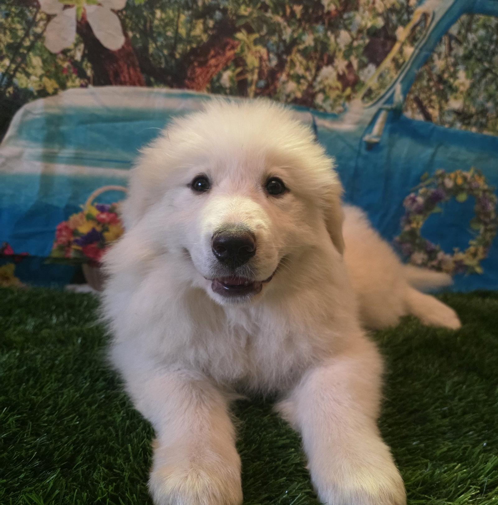 Nevah, an adopted Great Pyrenees in Washougal, WA image 1/6