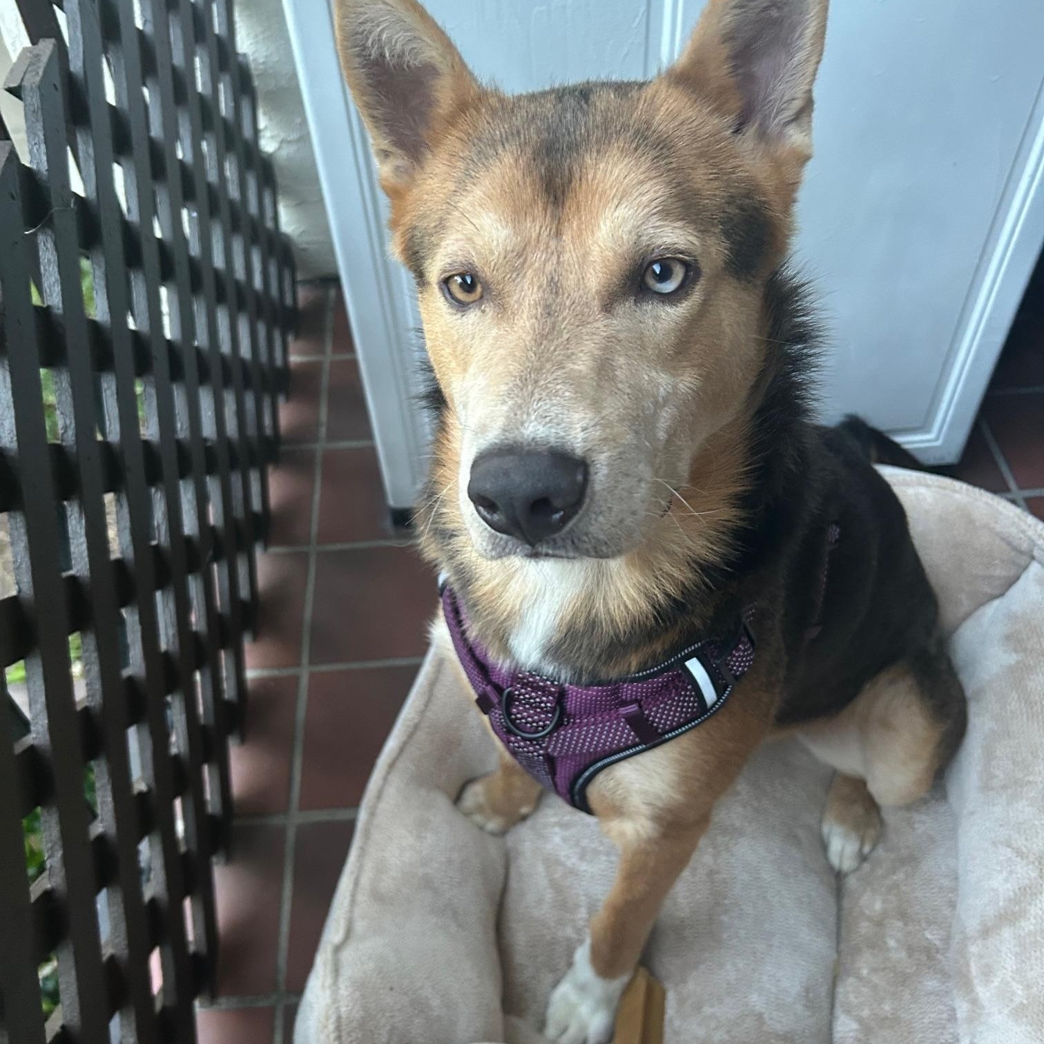 Enlarge Blu, a Adoptable mixed breed in Fremont, CA image 5/5