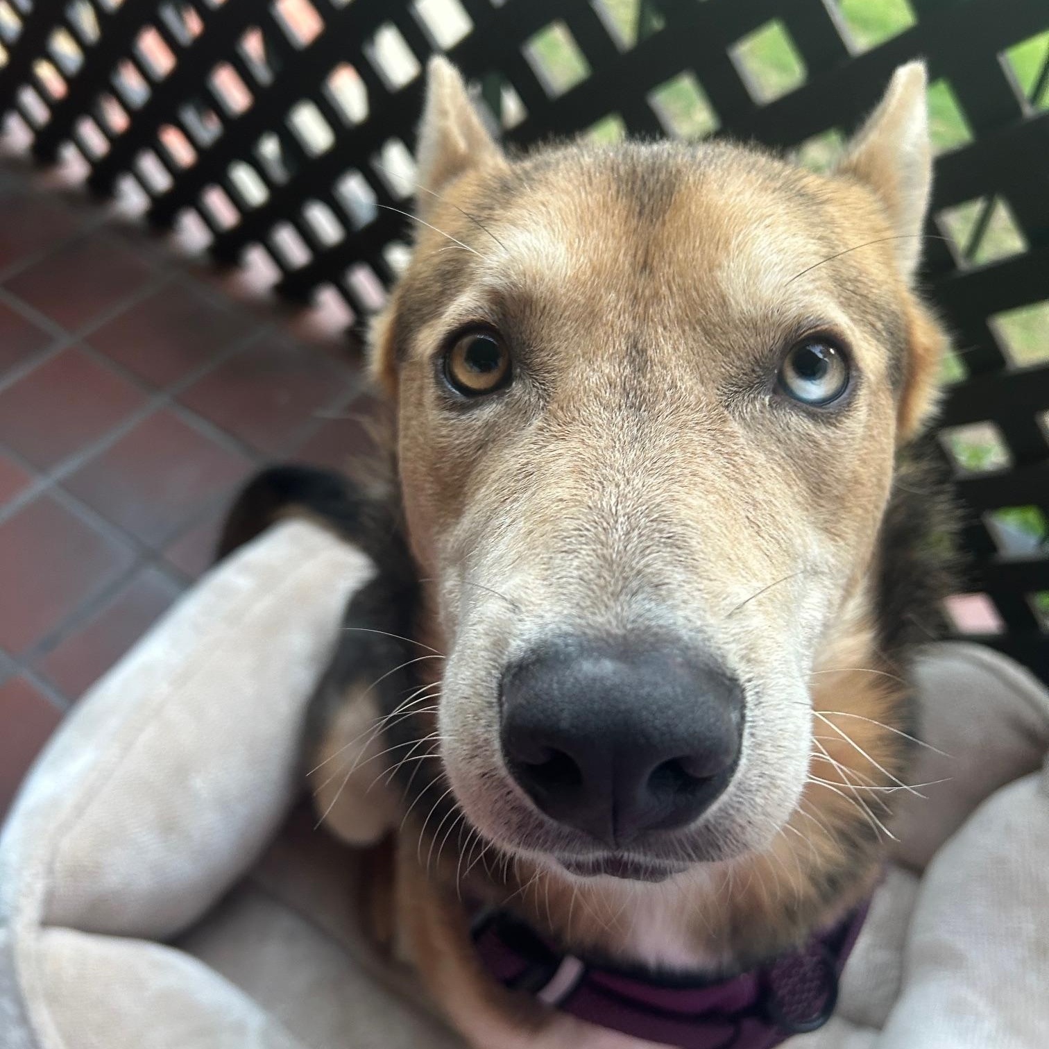 Enlarge Blu, a Adoptable mixed breed in Fremont, CA image 4/5