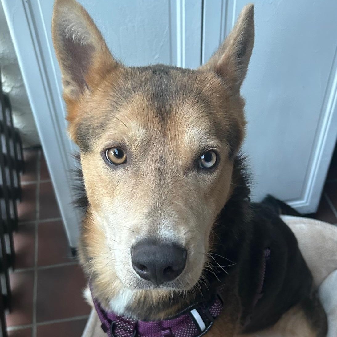 Enlarge Blu, a Adoptable mixed breed in Fremont, CA image 2/5