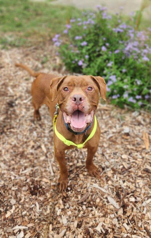 Ernest, a Adoptable Pit Bull Terrier in Richmond, VA image 1/3