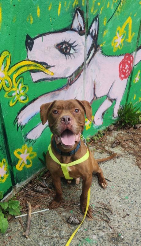 Ernest, a Adoptable Pit Bull Terrier in Richmond, VA image 2/3